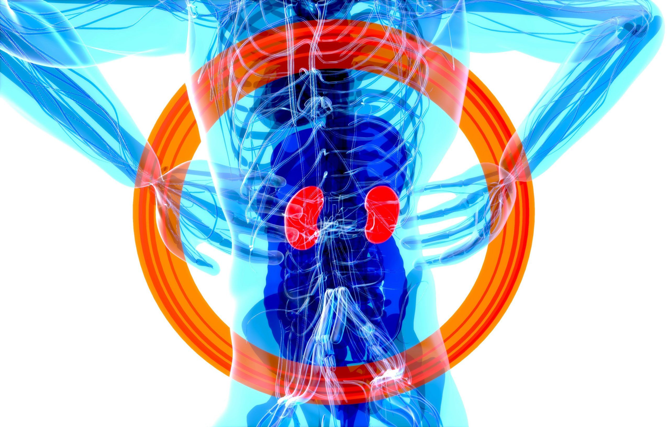 What are Adrenal Glands?